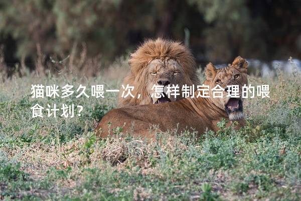 貓咪多久喂一次，怎樣制定合理的喂食計(jì)劃？
