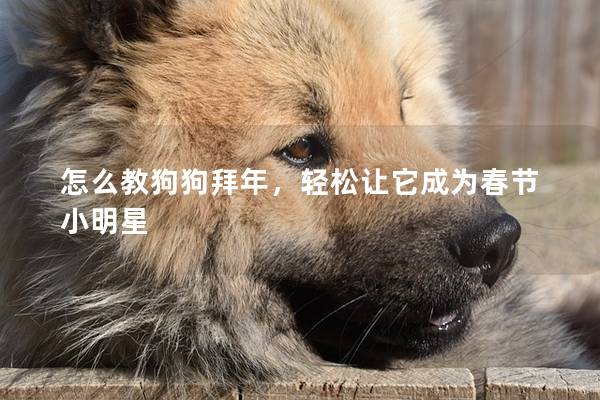 怎么教狗狗拜年，輕松讓它成為春節(jié)小明星