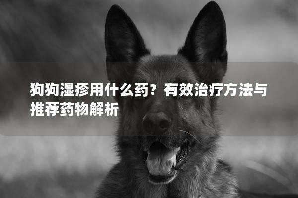 狗狗濕疹用什么藥？有效治療方法與推薦藥物解析