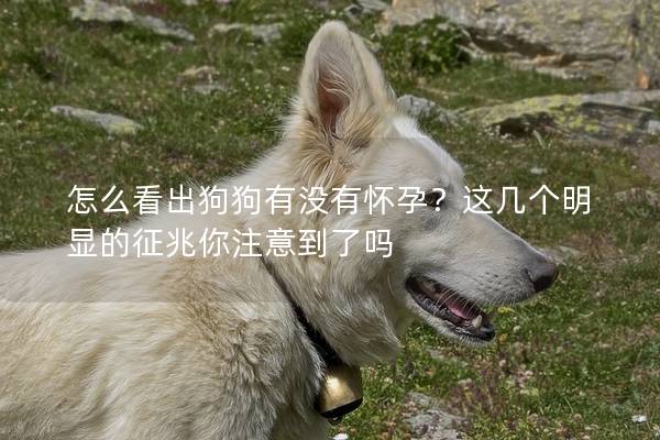 怎么看出狗狗有沒有懷孕?這幾個明顯的征兆你注意到了嗎 怎么看出狗狗有沒有懷孕?這幾個明顯的征兆你注意到了嗎