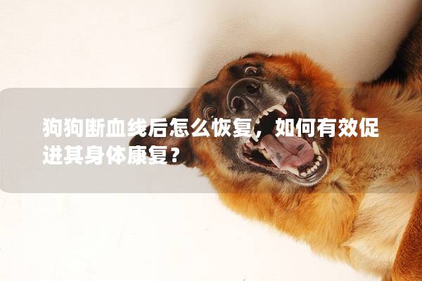 狗狗斷血線后怎么恢復(fù)，如何有效促進(jìn)其身體康復(fù)？