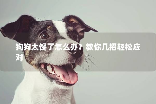 狗狗太饞了怎么辦？教你幾招輕松應對