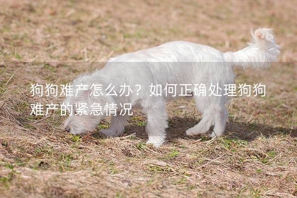 狗狗難產怎么辦？如何正確處理狗狗難產的緊急情況