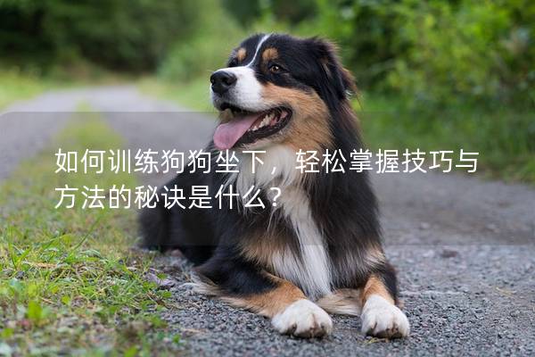 如何訓練狗狗坐下，輕松掌握技巧與方法的秘訣是什么？