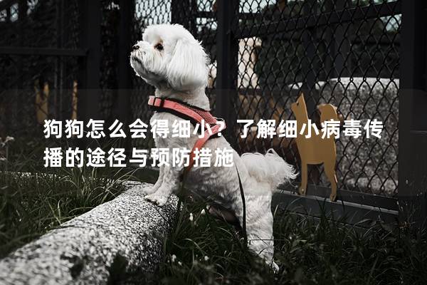 狗狗怎么會得細小？了解細小病毒傳播的途徑與預防措施