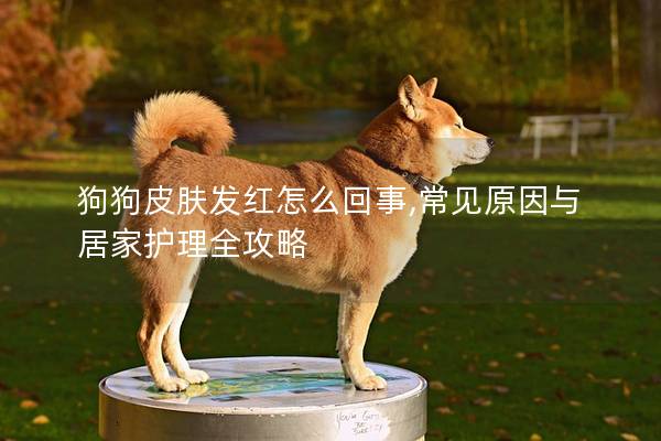 狗狗皮膚發(fā)紅怎么回事,常見原因與居家護(hù)理全攻略