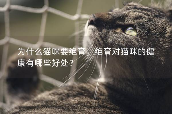 為什么貓咪要絕育，絕育對貓咪的健康有哪些好處？