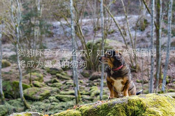 狗狗懷孕了怎么辦？如何正確照顧即將成為媽媽的狗狗