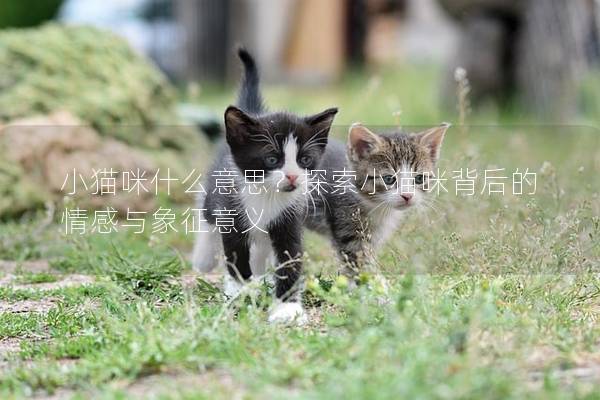 小貓咪什么意思？探索小貓咪背后的情感與象征意義