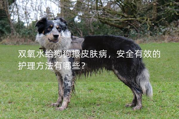 雙氧水給狗狗擦皮膚病，安全有效的護理方法有哪些？