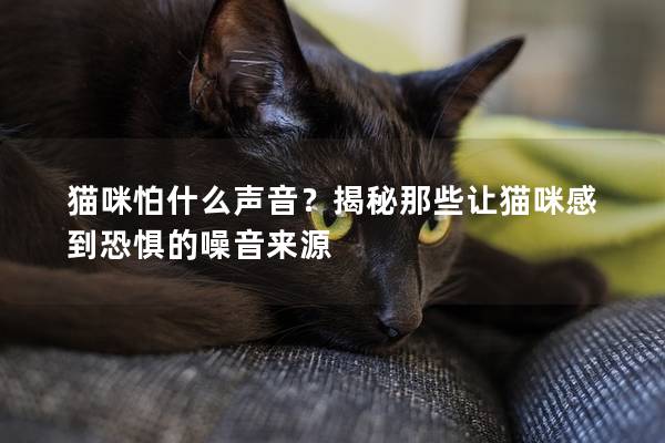 貓咪怕什么聲音？揭秘那些讓貓咪感到恐懼的噪音來源