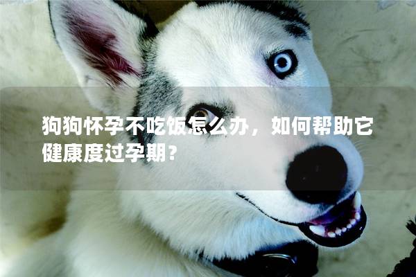 狗狗懷孕不吃飯怎么辦,如何幫助它健康度過孕期? 狗狗懷孕不吃飯怎么辦,如何幫助它健康度過孕期?