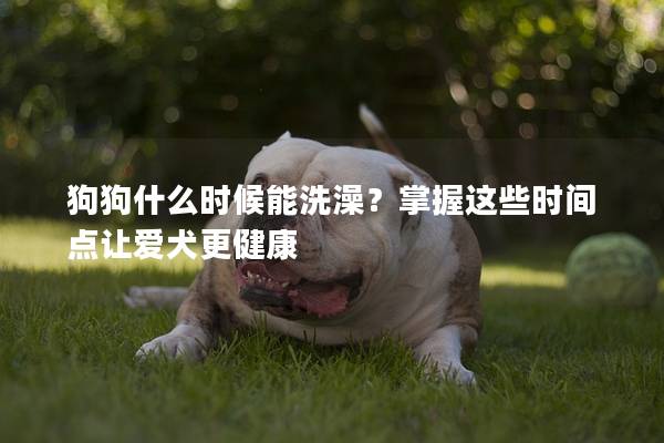 狗狗什么時(shí)候能洗澡？掌握這些時(shí)間點(diǎn)讓愛犬更健康