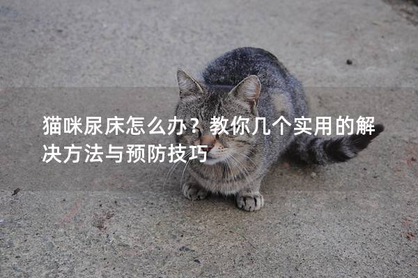 貓咪尿床怎么辦？教你幾個實用的解決方法與預防技巧