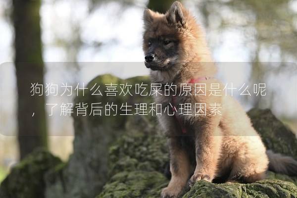 狗狗為什么喜歡吃屎的原因是什么呢，了解背后的生理和心理因素