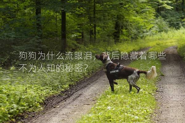 狗狗為什么流眼淚，背后隱藏著哪些不為人知的秘密？