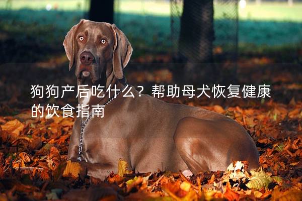 狗狗產后吃什么？幫助母犬恢復健康的飲食指南