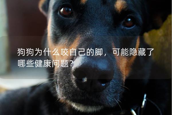 狗狗為什么咬自己的腳，可能隱藏了哪些健康問(wèn)題？