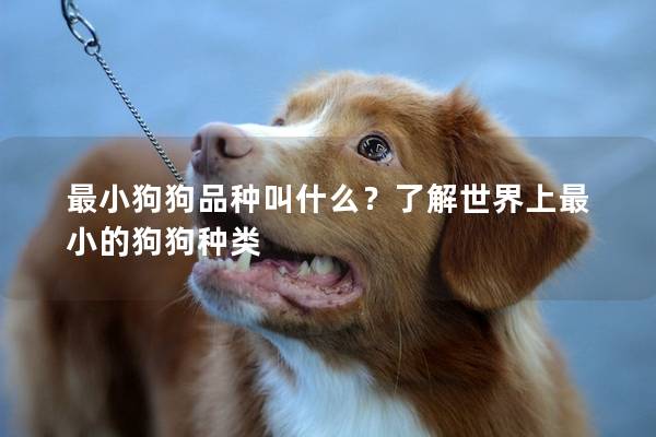 最小狗狗品種叫什么？了解世界上最小的狗狗種類