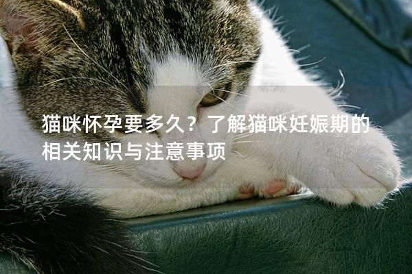 貓咪懷孕要多久？了解貓咪妊娠期的相關知識與注意事項