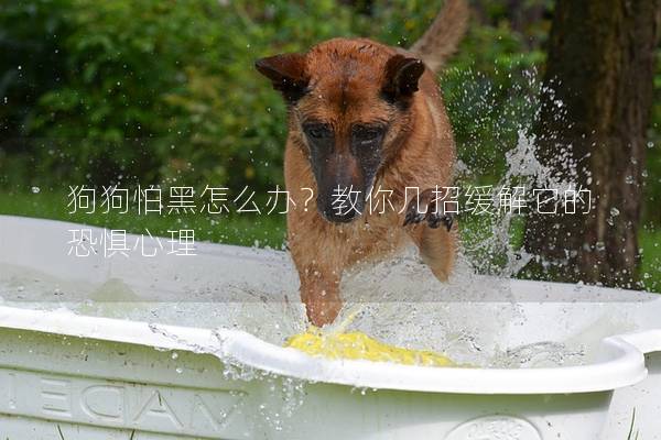 狗狗怕黑怎么辦？教你幾招緩解它的恐懼心理