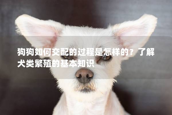 狗狗如何交配的過程是怎樣的？了解犬類繁殖的基本知識