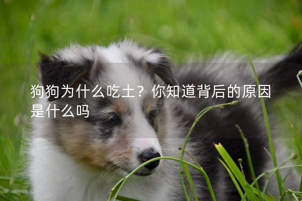 狗狗為什么吃土？你知道背后的原因是什么嗎