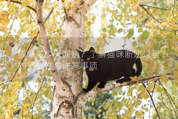 貓咪多少天斷奶？了解貓咪斷奶過程的重要性與注意事項