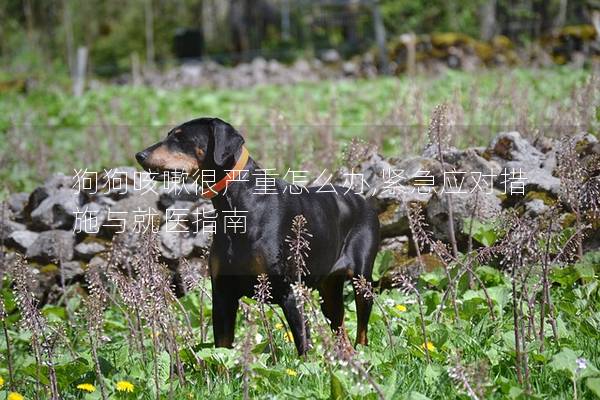 狗狗咳嗽很嚴重怎么辦,緊急應對措施與就醫指南