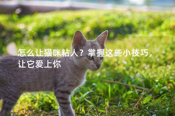 怎么讓貓咪粘人？掌握這些小技巧，讓它愛上你