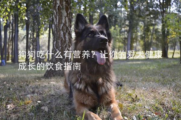 狗狗吃什么有營養？讓你的愛犬健康成長的飲食指南