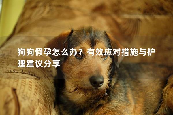 狗狗假孕怎么辦？有效應對措施與護理建議分享
