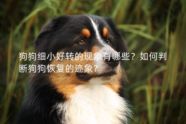 狗狗細小好轉(zhuǎn)的現(xiàn)象有哪些？如何判斷狗狗恢復(fù)的跡象？