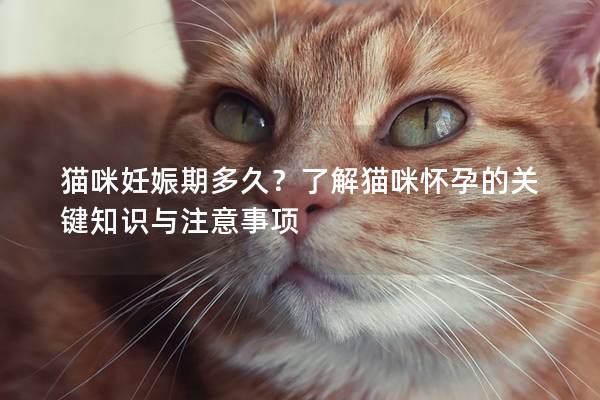 貓咪妊娠期多久？了解貓咪懷孕的關鍵知識與注意事項
