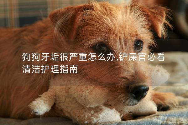 狗狗牙垢很嚴重怎么辦,鏟屎官必看清潔護理指南