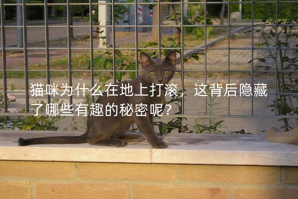 貓咪為什么在地上打滾，這背后隱藏了哪些有趣的秘密呢？