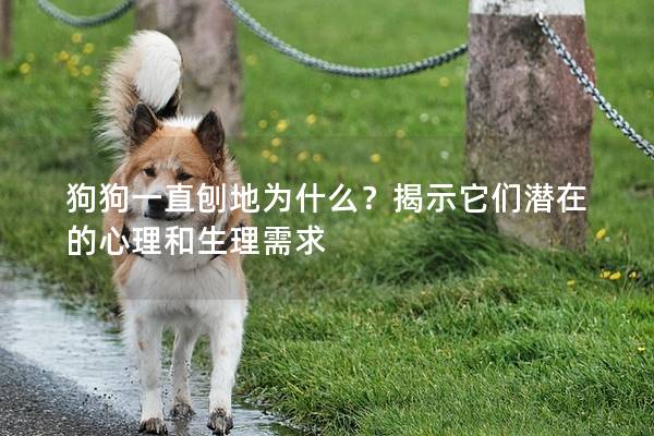 狗狗一直刨地為什么？揭示它們潛在的心理和生理需求