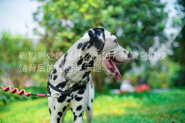 狗狗到處嗅是什么原因？探索它們嗅覺背后的秘密與樂趣