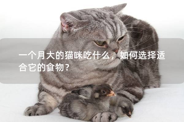 一個(gè)月大的貓咪吃什么，如何選擇適合它的食物？