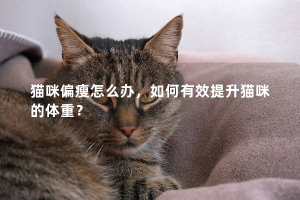 貓咪偏瘦怎么辦，如何有效提升貓咪的體重？