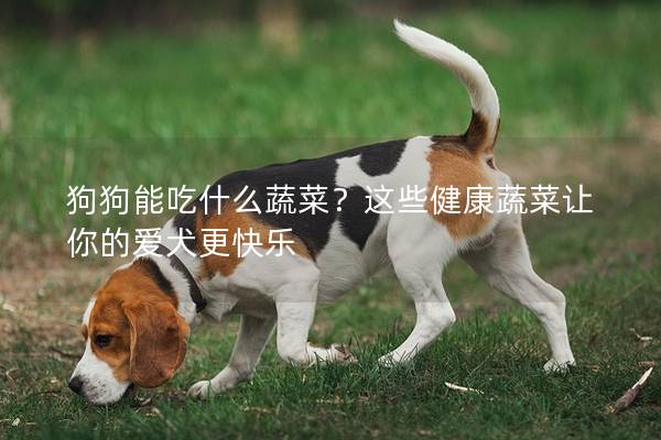 狗狗能吃什么蔬菜？這些健康蔬菜讓你的愛犬更快樂