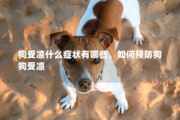 狗受涼什么癥狀有哪些，如何預防狗狗受涼