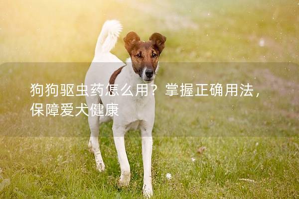 狗狗驅蟲藥怎么用?掌握正確用法,保障愛犬健康