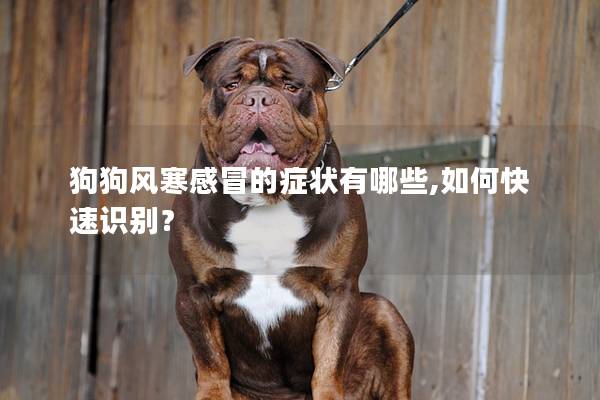 狗狗風寒感冒的癥狀有哪些,如何快速識別？