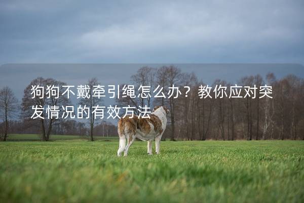 狗狗不戴牽引繩怎么辦？教你應(yīng)對突發(fā)情況的有效方法