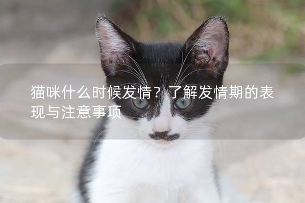 貓咪什么時候發情？了解發情期的表現與注意事項
