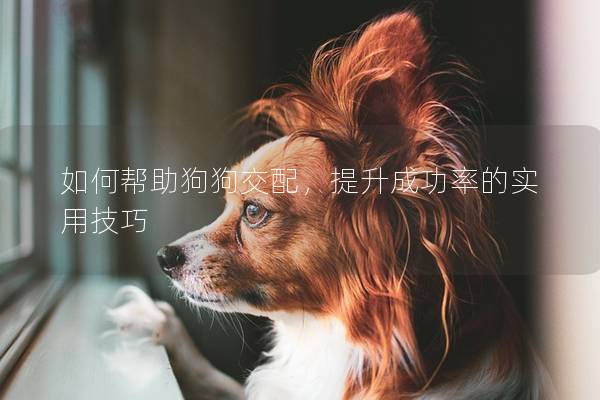 如何幫助狗狗交配,提升成功率的實用技巧 如何幫助狗狗交配,提升成功率的實用技巧