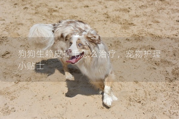 狗狗生賴皮掉毛怎么治療，寵物護理小貼士
