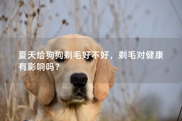 夏天給狗狗剃毛好不好，剃毛對(duì)健康有影響嗎？