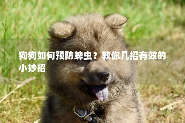 狗狗如何預防蜱蟲？教你幾招有效的小妙招